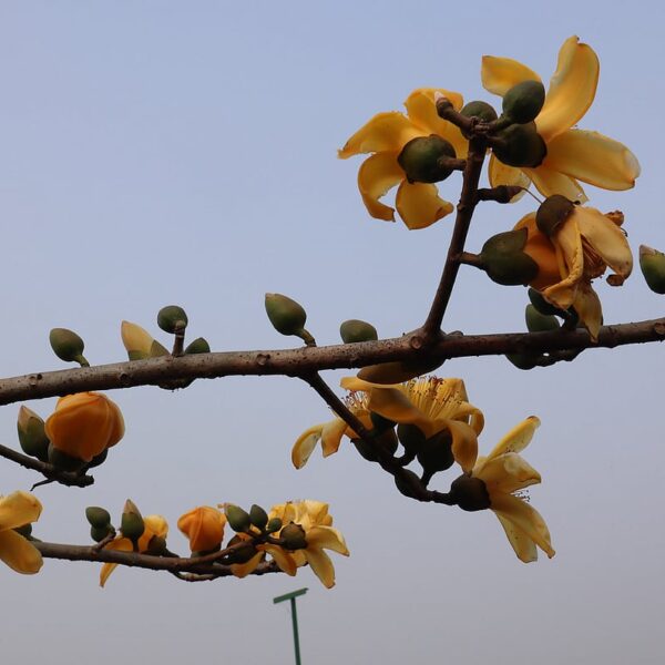 মৌলভীবাজারের বার্ড পার্কে নতুন অতিথি ‘হলুদ শিমুল’