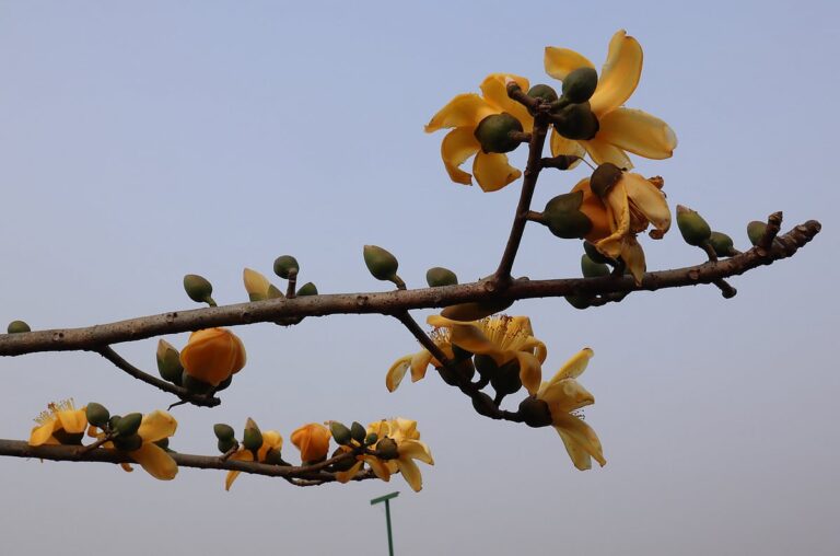 মৌলভীবাজারের বার্ড পার্কে নতুন অতিথি ‘হলুদ শিমুল’