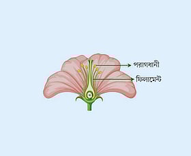 ফুল ও বীজ উৎপাদনের পূর্বশর্ত পরাগায়ন