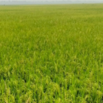 তানোরে বিল কুমারী বিলে কৃষকের সোনালী স্বপ্ন