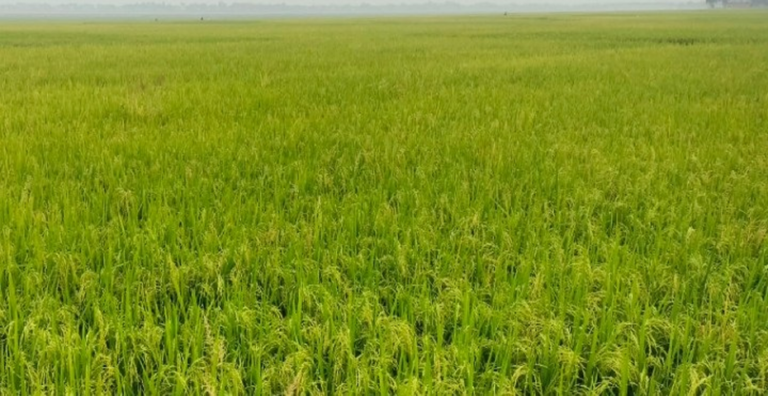 তানোরে বিল কুমারী বিলে কৃষকের সোনালী স্বপ্ন