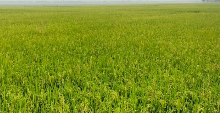 তানোরে বিল কুমারী বিলে কৃষকের সোনালী স্বপ্ন