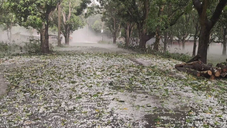 কালবৈশাখী ও শিলাবৃষ্টি: রাজশাহীতে ফসল, চাঁপাইনবাবগঞ্জে আমের ক্ষতি