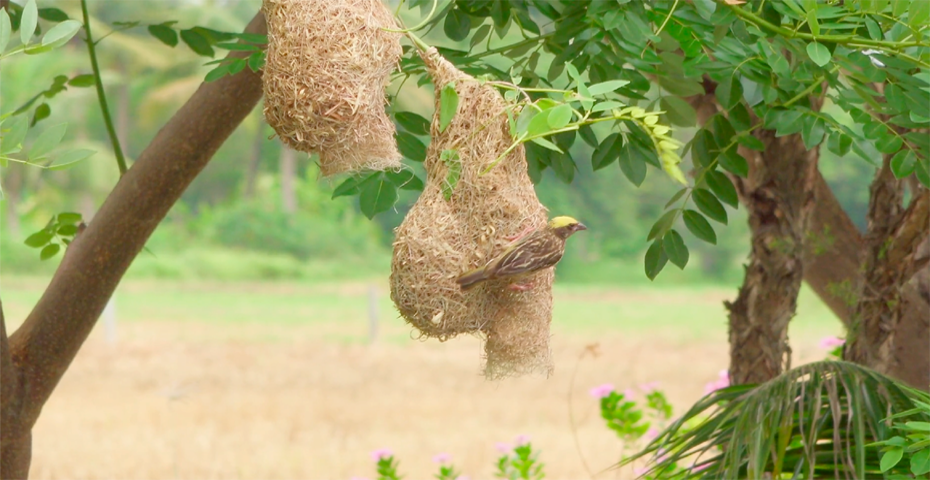 প্রকৃতি থেকে বিলুপ্তির পথে বাবুই পাখির বাসা