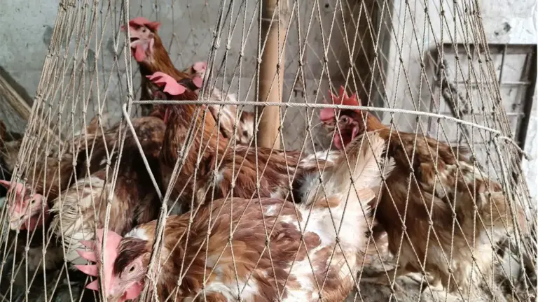 মুরগির দাম কমলেও বেড়েছে মাছের দাম