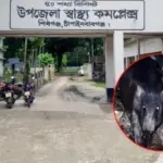 চাঁপাইনবাবগঞ্জে শুকরের আক্রমণে আহত ৪