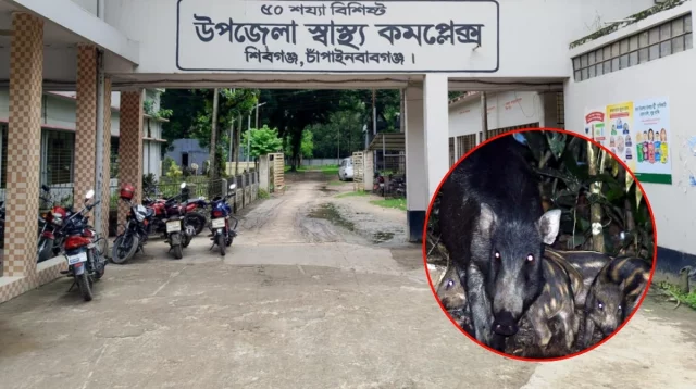 চাঁপাইনবাবগঞ্জে শুকরের আক্রমণে আহত ৪