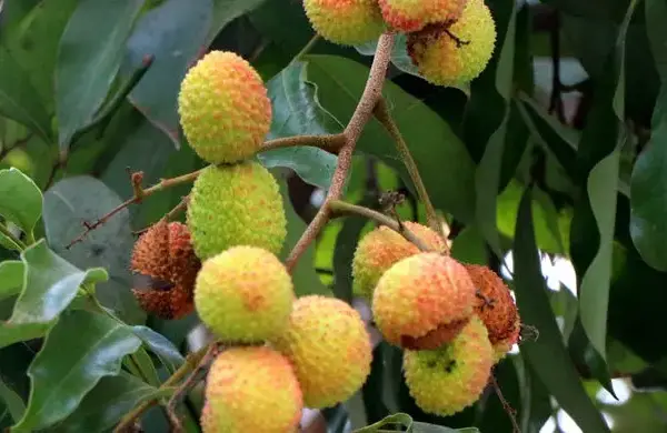 তীব্র গরমে ফেটে যাচ্ছে লিচু
