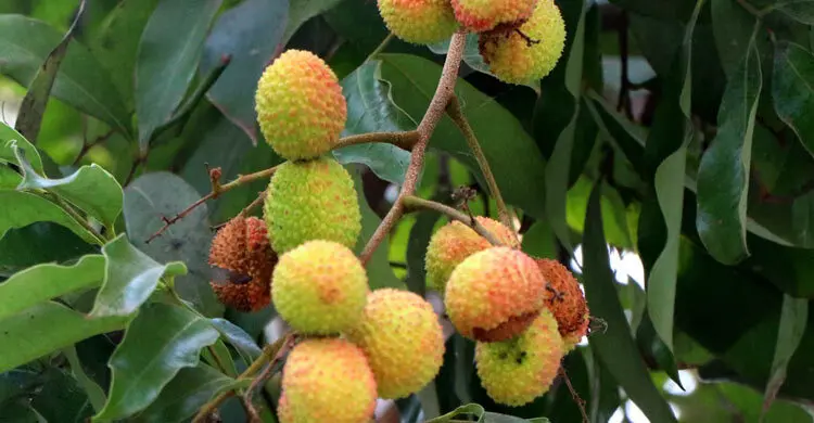 তীব্র গরমে ফেটে যাচ্ছে লিচু