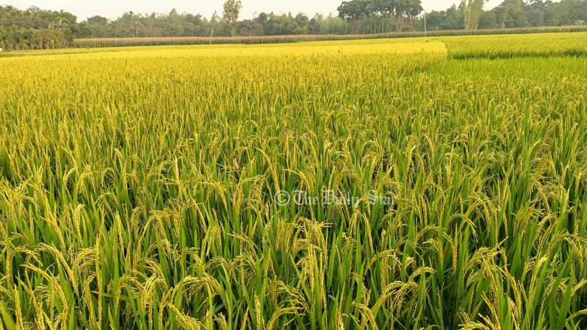 রাজশাহীতে ডিজেল ও পানির জন্য হাহাকার ফলন বিপর্যয়ের আশঙ্কা, বিদ্যুৎ-ডিজেল ঘাটতিতে কৃষকের কপালে চিন্তার ভাঁজ