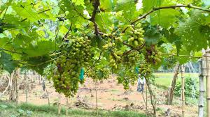 দুর্গাপুরে পড়াশোনার পাশাপাশি আঙুর চাষ