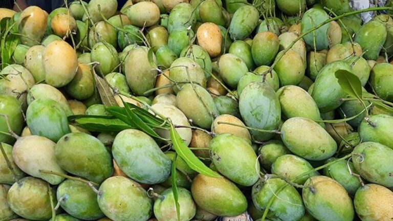 রাজশাহীতে ১৫ মে থেকে আম সংগ্রহ শুরু