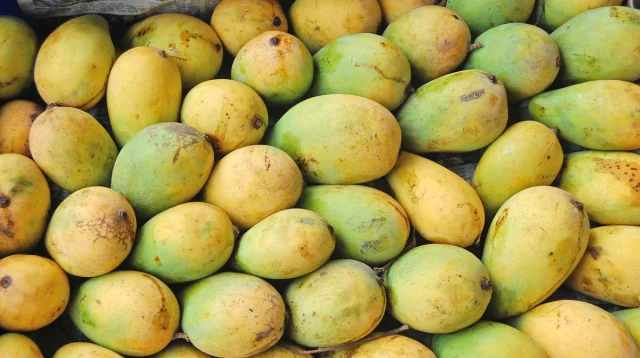 পাকলেই পাড়া যাবে চাঁপাইনবাবগঞ্জের আম