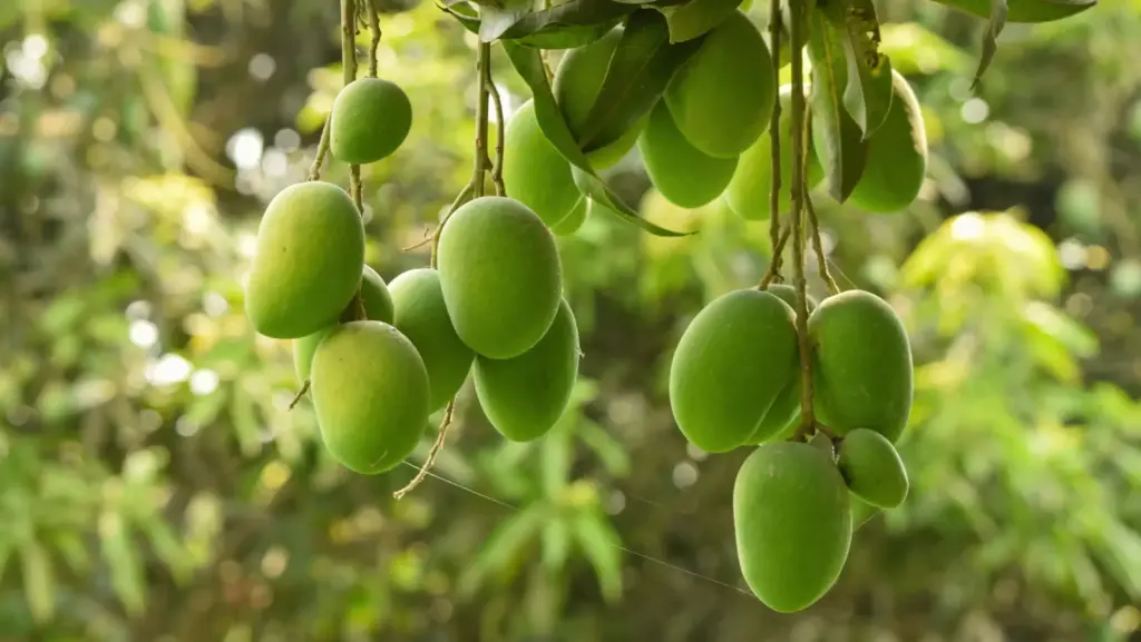 রহনপুরে প্রতি মন আম নেওয়া হবে ৫২ কেজিতে
