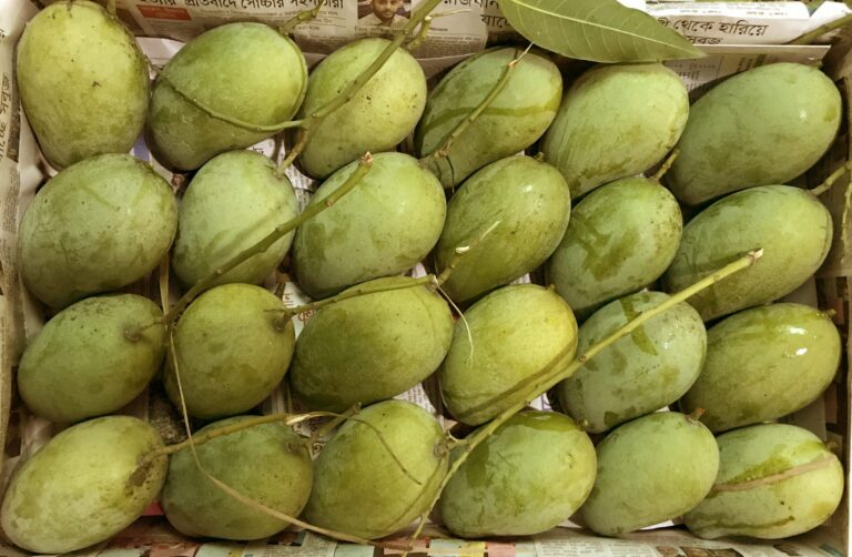 বাগমারায় আমের আশানুরুপ দাম পাচ্ছেন না চাষীরা
