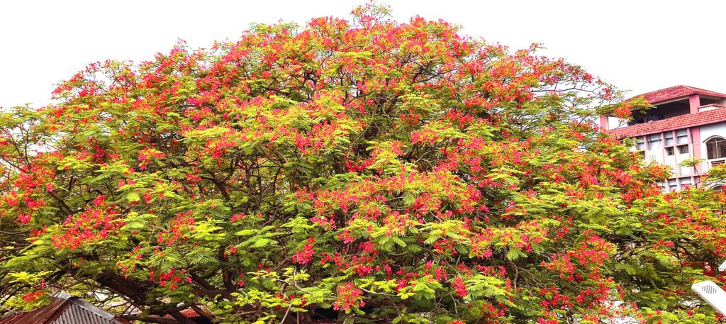 নিহতপ্রকৃতিতে মুগ্ধতা ছড়াচ্ছে কৃষ্ণচূড়া ফুলনিহত