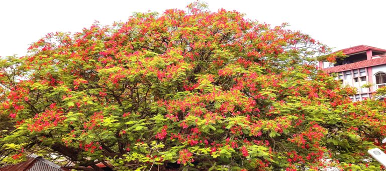 নিহতপ্রকৃতিতে মুগ্ধতা ছড়াচ্ছে কৃষ্ণচূড়া ফুলনিহত