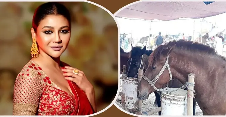 ঘোড়ার মাংসের অবৈধ বাণিজ্য বন্ধে হাইকোর্টে জয়া আহসান