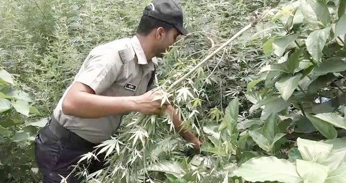 চাঁপাইনবাবগঞ্জে নেশাজাতীয় পানীয় তৈরির ৫ হাজার ভাং গাছ উদ্ধার, আটক ৩