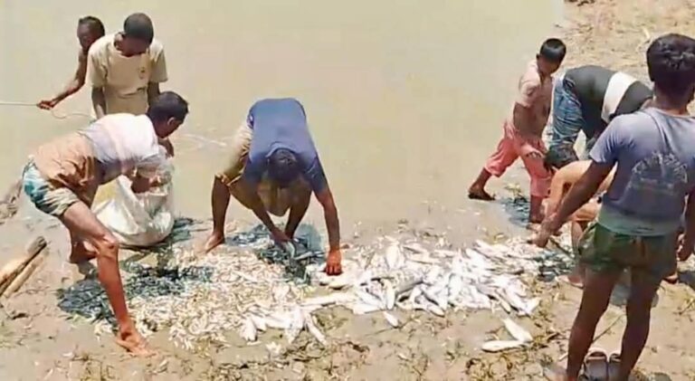 প্রশাসনের হস্তক্ষেপ দাবি পুঠিয়ায় দুটি পুকুরে বিষ দিয়ে মাছ নিধন, দিশেহারা চাষী