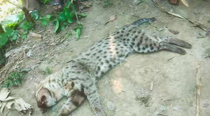 বড়াইগ্রামে মেছোবাঘকে পিটিয়ে হত্যা!