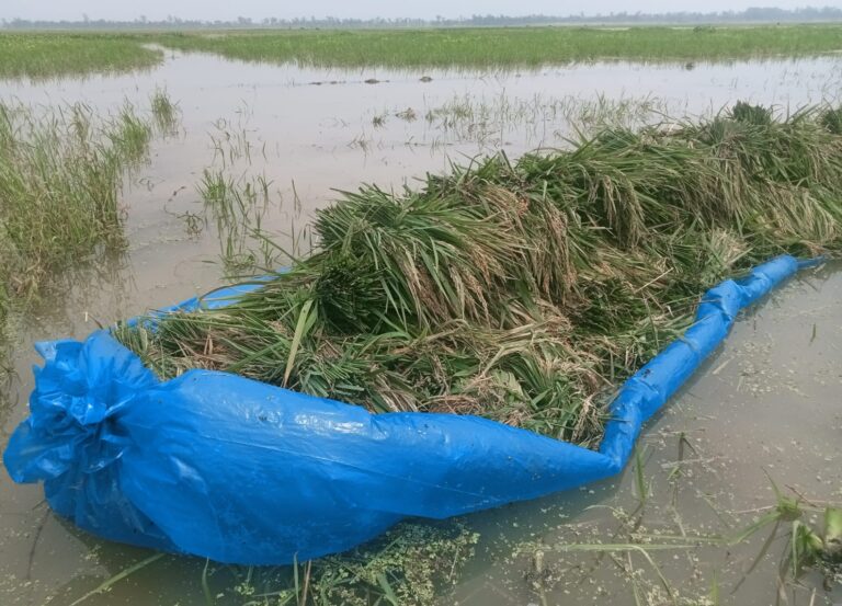 মান্দায় বোরো তলিয়ে যাচ্ছে, বিপাকে কৃষকরা