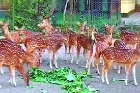 রাজশাহী সিটি করপোরেশনের হরিণ বিক্রির ঘোষণা, কেনা যাবে ৫০ হাজার টাকায়