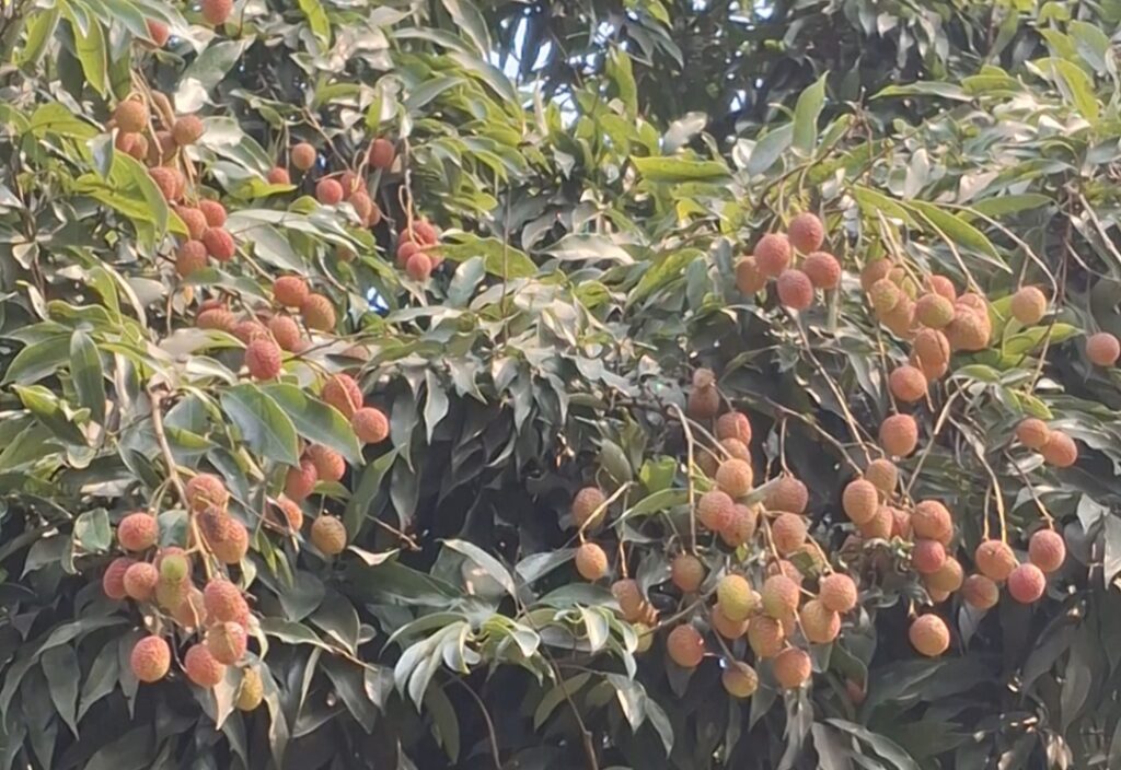 রাজশাহীতে লিচু চাষে ৫৬ কোটি টাকার বাণিজ্যের সম্ভাবনা