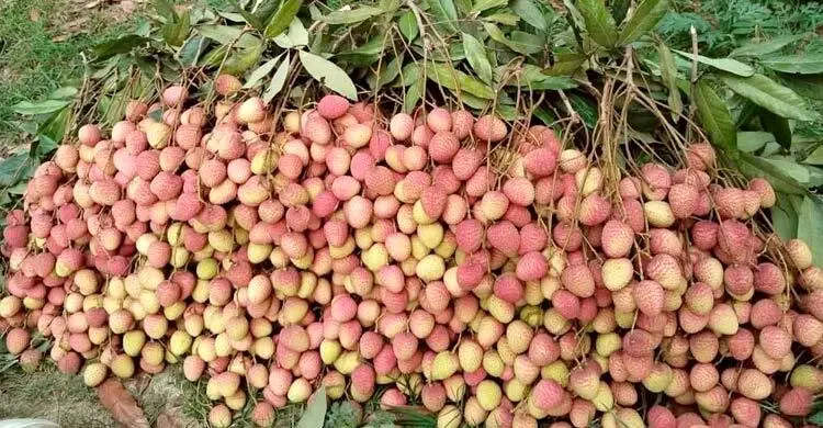 রাজশাহীতে লিচুর দাম আকাশছোঁয়া  