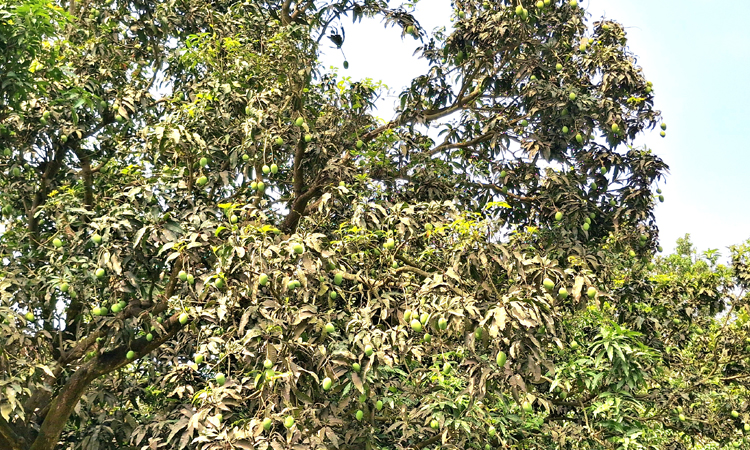 রাজশাহীর আমে ৮০০ কোটি টাকার বাণিজ্যের সম্ভাবনা