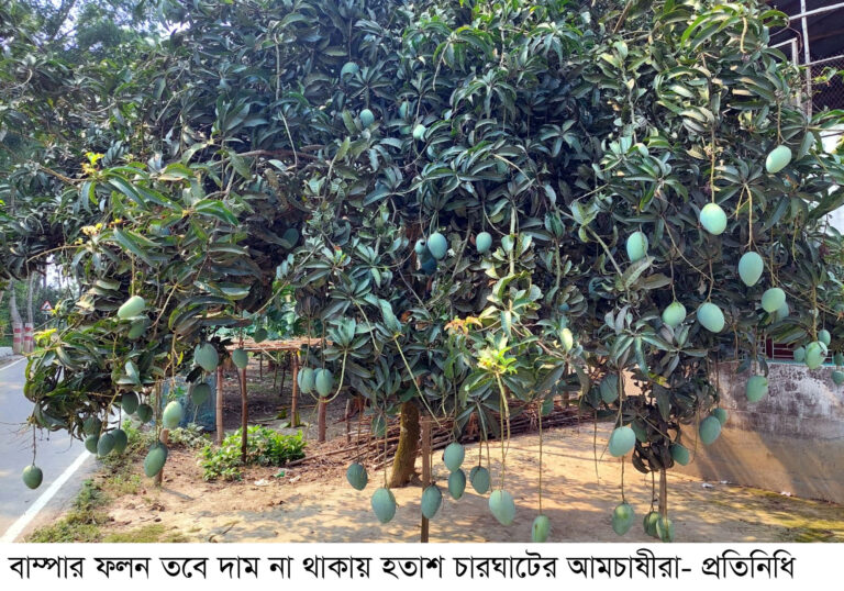 চারঘাটে আমের ভরা মৌসুমেও চাষির কান্না