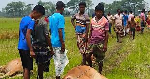 তানোরে নেসকোর সেচ যন্ত্রের তার ছিঁড়ে ৭ টি গরুর মর্মান্তিক মৃত্যু