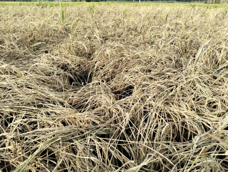 দুর্গাপুরে পাকা ধানে ‘কারেন্ট’ পোকার আক্রমণে দুশ্চিন্তায় কৃষক