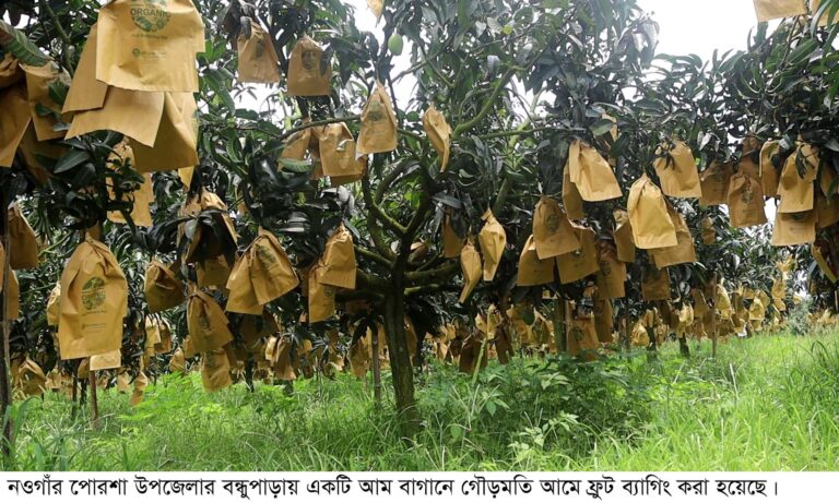 ফ্রুট ব্যাগ স্বল্পতায় দাম দ্বিগুন নওগাঁর আম চাষীরা লাভ থেকে বঞ্চিত হবেন!
