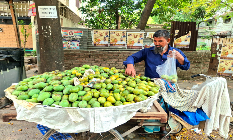 রাজশাহীর পাড়া-মহল্লায় ভ্যানে ফেরি করে বিক্রি হচ্ছে আম