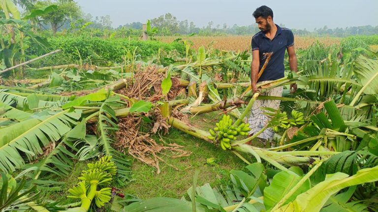 নাটোরে এক রাতে ৯০০ কলাগাছ কেটে সাবাড়