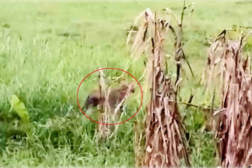 নাটোরে বাঘসদৃশ প্রাণীকে চলাফেরা করতে দেখে এলাকায় আতঙ্ক