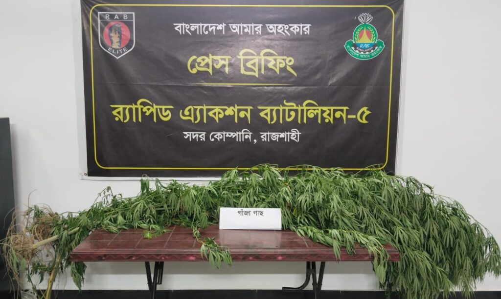 পুঠিয়ায় পান বরজে গাঁজা চাষ, ৬টি গাছসহ আটক ১