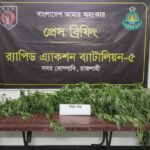 পুঠিয়ায় পান বরজে গাঁজা চাষ, ৬টি গাছসহ আটক ১