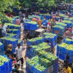 পুঠিয়ায় আমের দাম না পেয়ে হতাশ চাষিরা