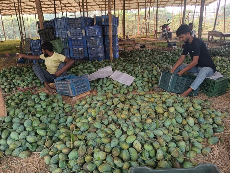 পোরশায় জমে উঠেছে আমের হাট