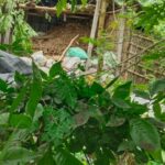 চাঁপাইনবাবগঞ্জে বসত বাড়িতে অর্ধশত ককটেল ককটেল বিস্ফোরণ