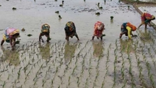 তানোরে আমন রোপণের হিড়িক