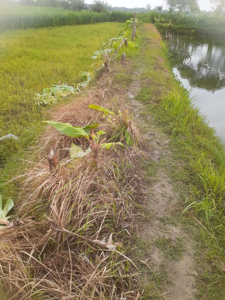 বড়াইগ্রামে গাছের সাথে এ কেমন শত্রুতা? 