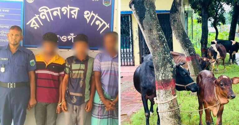 রাণীনগরে চোরাই ৫টি গরুসহ আন্ত:জেলা চোর চক্রের কুখ্যাত তিন গরু চোর গ্রেফতার