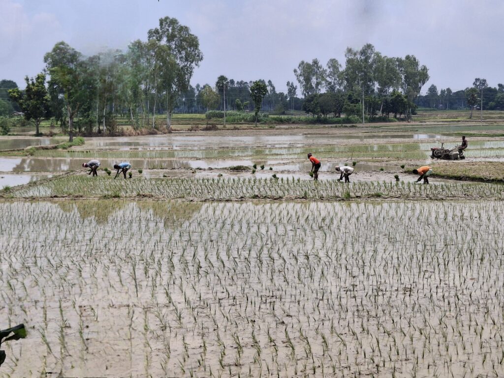 রাজশাহীতে আমন রোপণে ব্যস্ত কৃষক, ৮৩ হাজার হেক্টর জমিতে আবাদের লক্ষ্যমাত্রা     