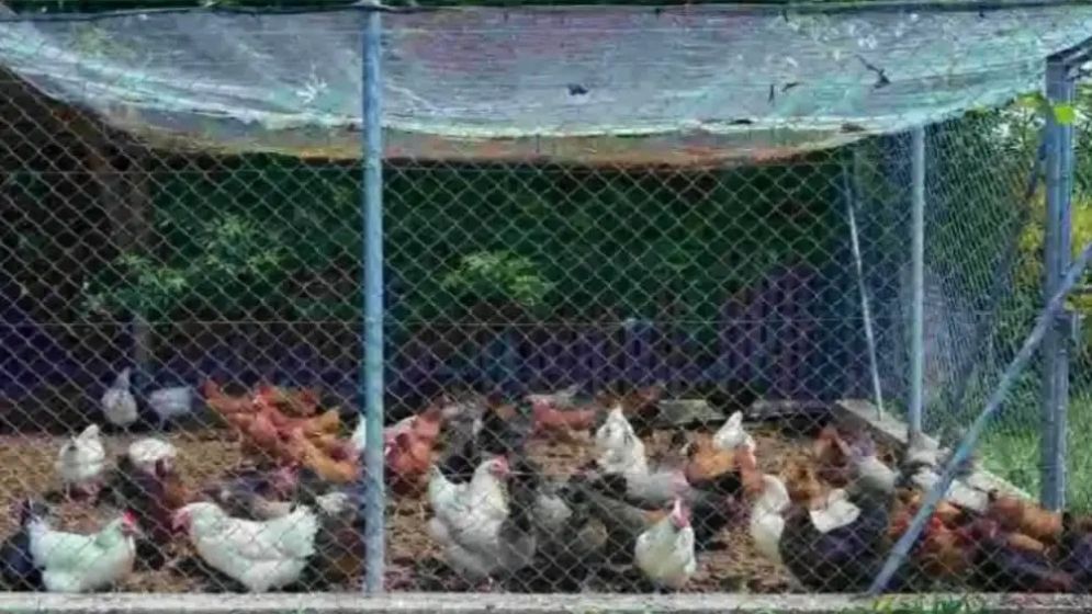 শিয়াল ঠেকাতে পাতা বিদ্যুতের ফাঁদেই প্রাণ গেল খামারির