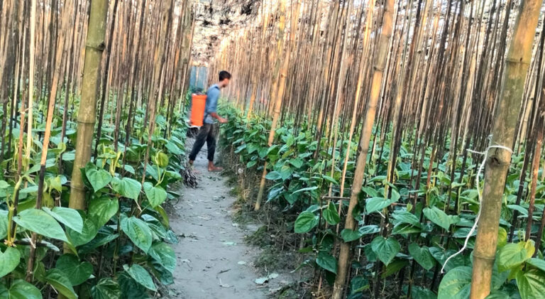 বাগমারায় পান বরজে পোকার আক্রমণ, দুশ্চিন্তায় চাষীরা