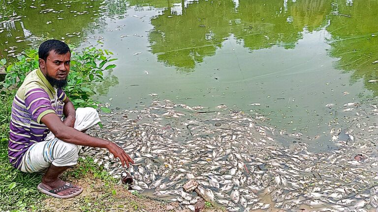 পোরশায় পুকুরে বিষ দিয়ে মাছ নিধন, লক্ষাধিক টাকার ক্ষতি
