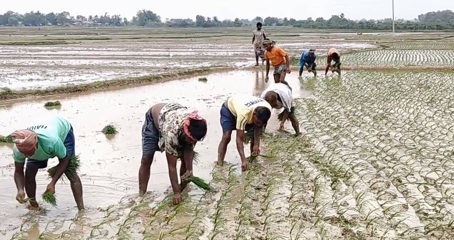 বৃষ্টিহীন চাঁপাইনবাবগঞ্জে সেচ নির্ভর আমন, বাড়ছে কৃষকের উৎপাদন খরচ
